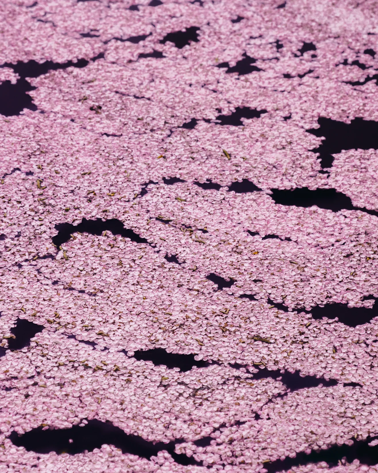 A photograph of cherry blossom petals floating on water by photographer RK
