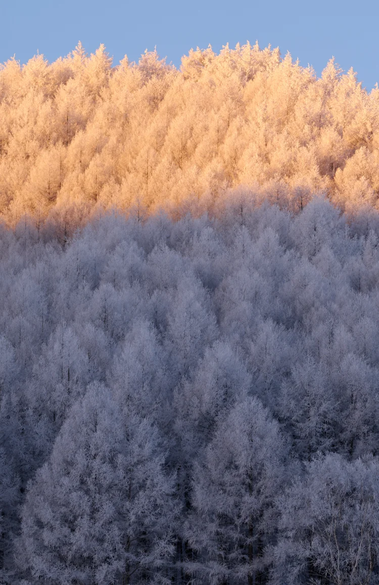 A photograph of snow-covered trees by photographer Yusuke Abe