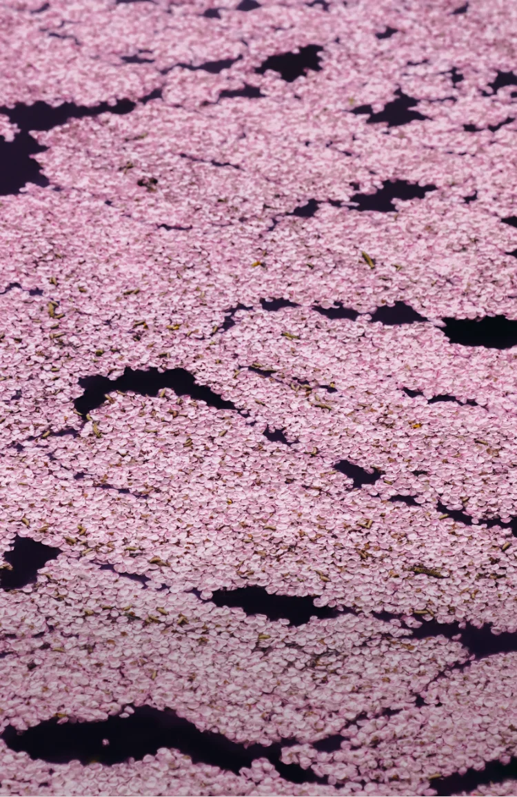 A photograph of cherry blossom petals floating on water by photographer RK