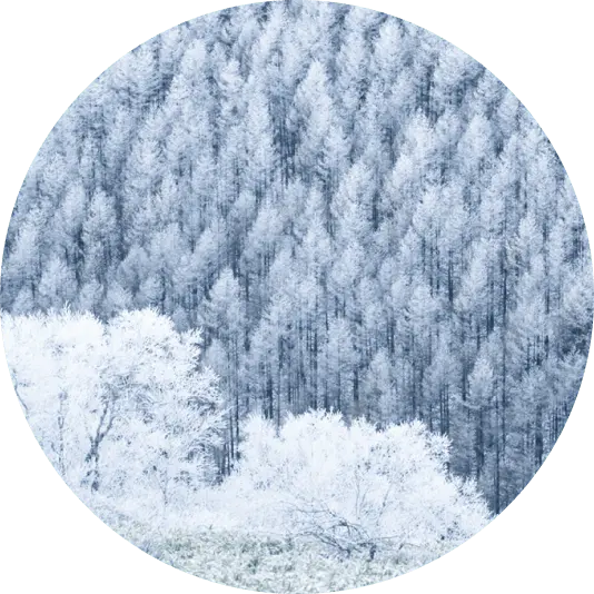Ice Forests Image 1