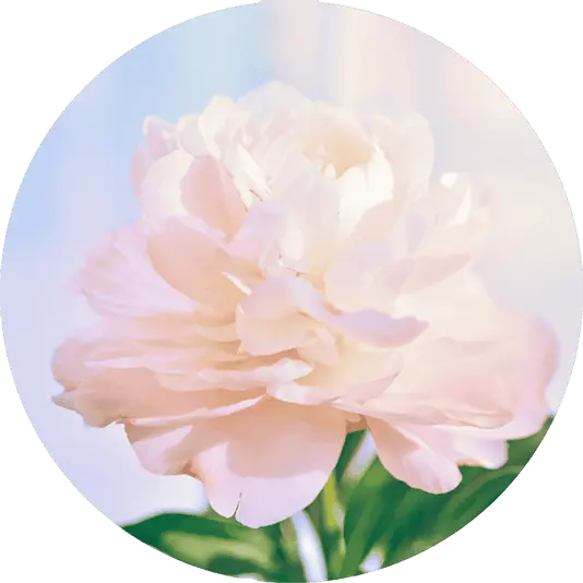 Peony Image 1