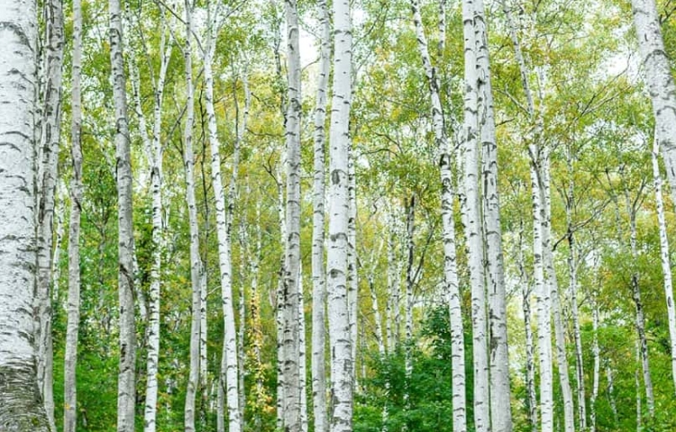 Photo of vol.1Hiraniwa Plateau