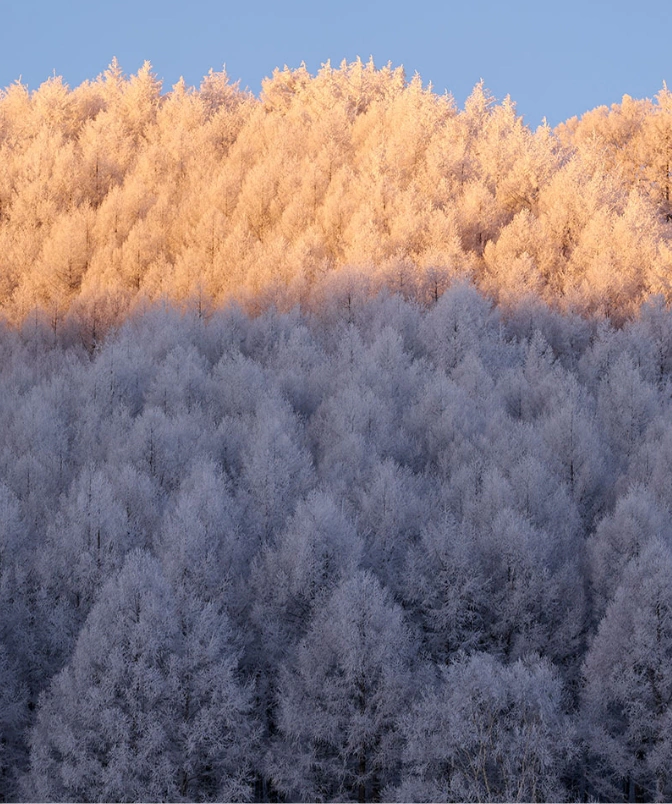Landscape photographs of juhyo (frost-covered trees) by photographer Yusuke Abe, which resonate with Grand Seiko watches.