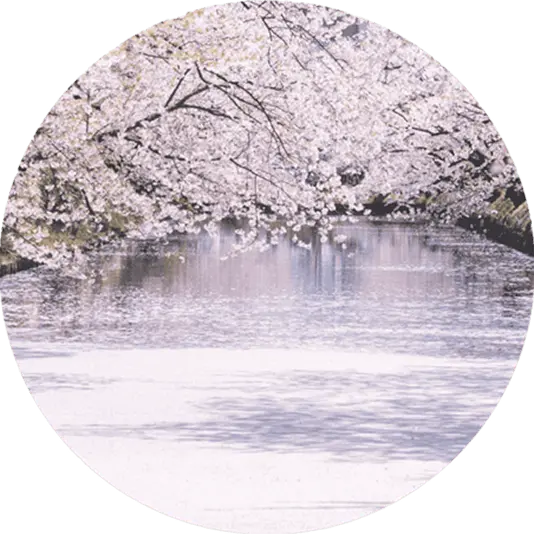 Cherry Blossoms Image 1