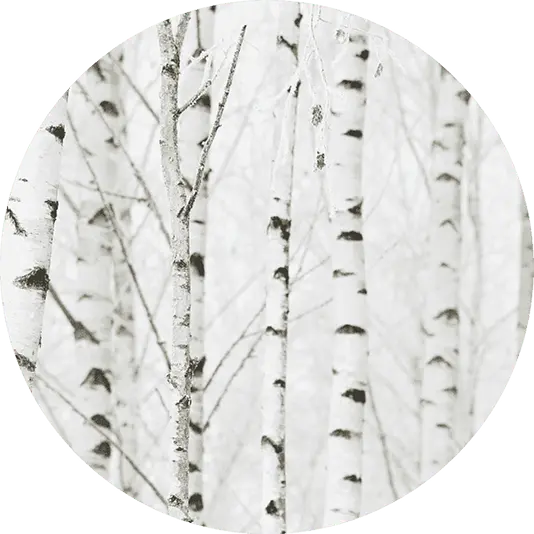White Birch Forest Image 1