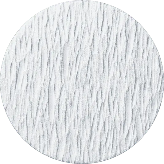 White Birch Forest Image 2